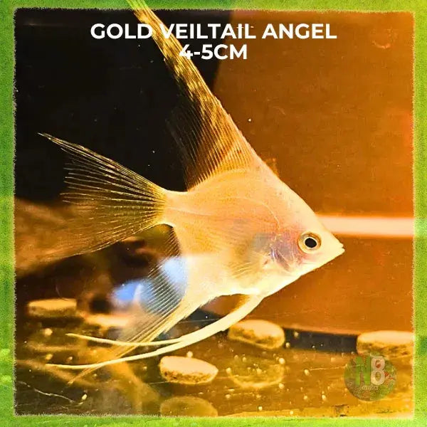 Gold Veiltail Goldfish for sale - N8 Aquatics, Rockhampton QLD