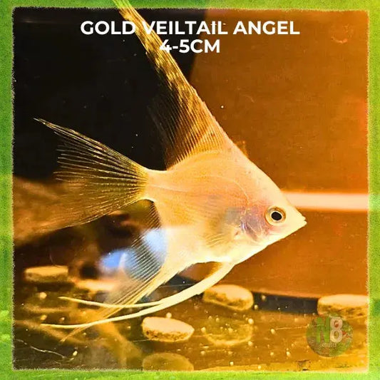Gold Veiltail Goldfish for sale - N8 Aquatics, Rockhampton QLD
