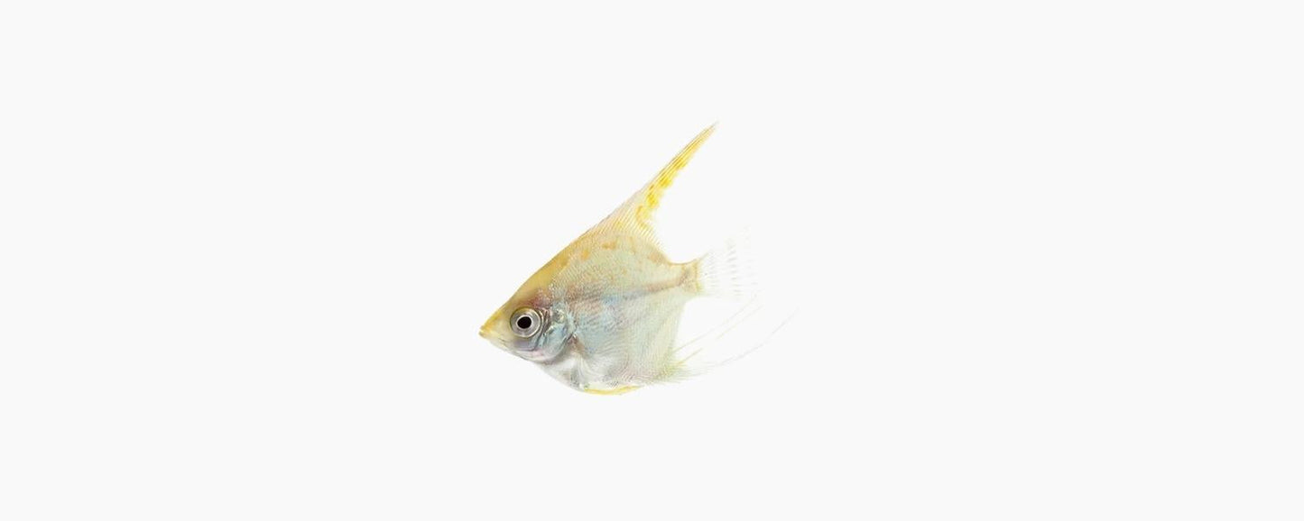 Golden Angelfish - N8 Aquatics