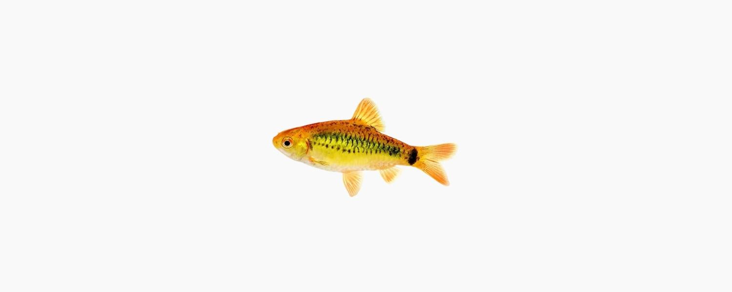 Golden Barb - N8 Aquatics