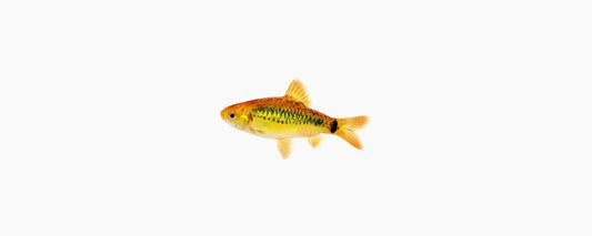 Golden Barb - N8 Aquatics