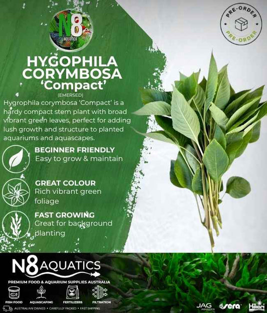 Hygrophila Corymbosa 'Compact' (Emersed) N8 Aquatics