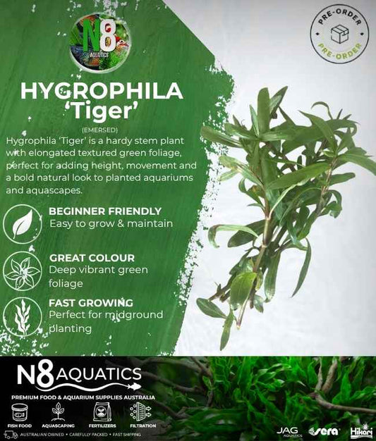 Hygrophila 'Tiger' (Emersed) N8 Aquatics