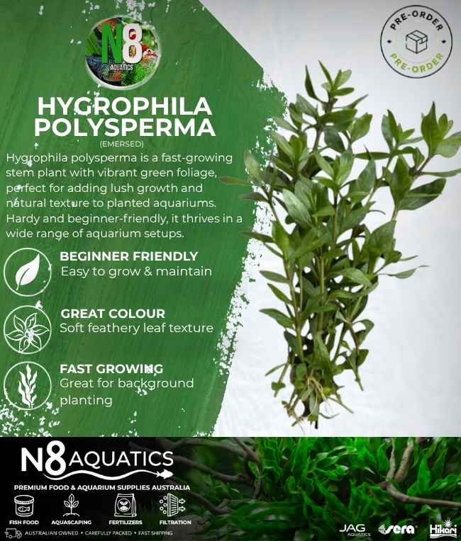 Hygrophila Polysperma (Emersed) N8 Aquatics