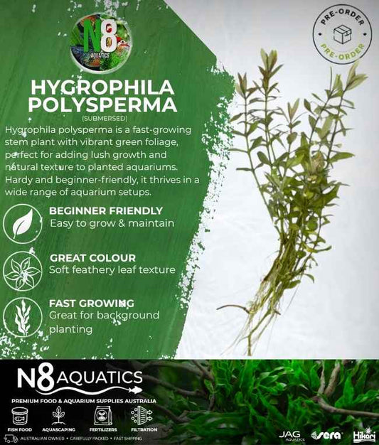 Hygrophila Polysperma (Submersed) N8 Aquatics