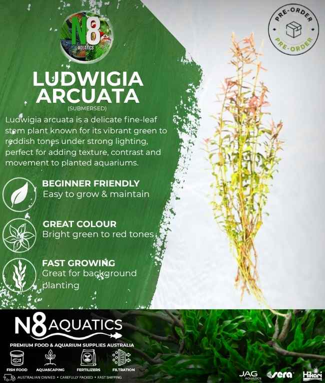 Ludwigia Arcuata (Submersed) N8 Aquatics