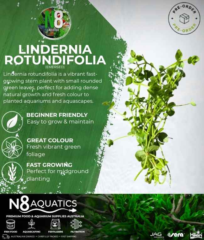 Lindernia Rotundifolia (Emersed N8 Aquatics