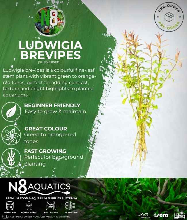 Ludwigia Brevipes (Submersed) N8 Aquatics