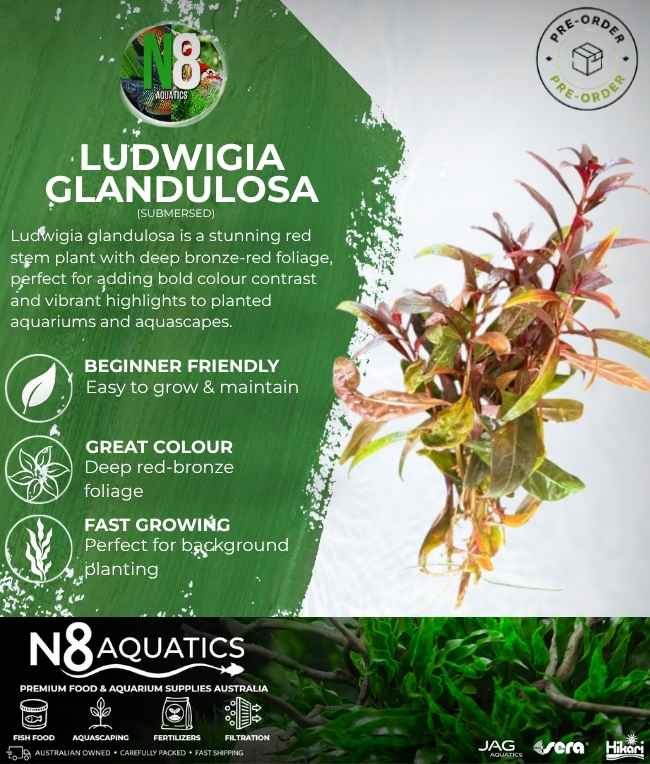 Ludwigia Glandulosa (Submersed) N8 Aquatics