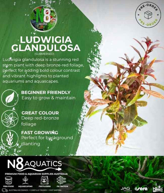 Ludwigia Glandulosa (Submersed) N8 Aquatics