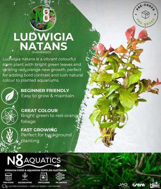 Ludwigia Natans (Submersed) N8 Aquatics