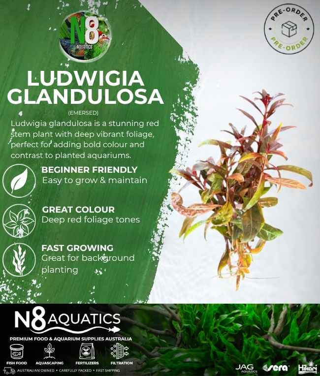 Ludwigia Glandulosa (Emersed) N8 Aquatics