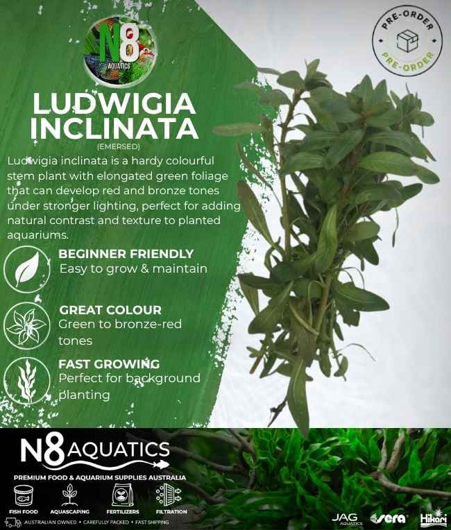 Ludwigia Inclinata (Emersed) N8 Aquatics