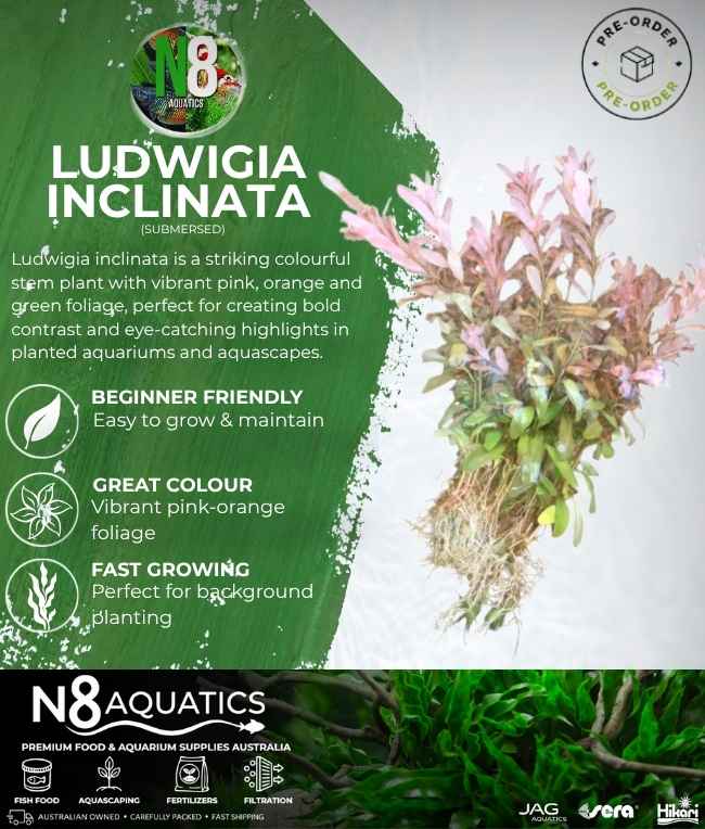 Ludwigia Inclinata (Submersed) N8 Aquatics
