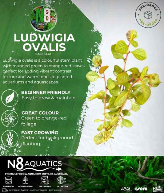Ludwigia Ovalis (Emersed) N8 Aquatics