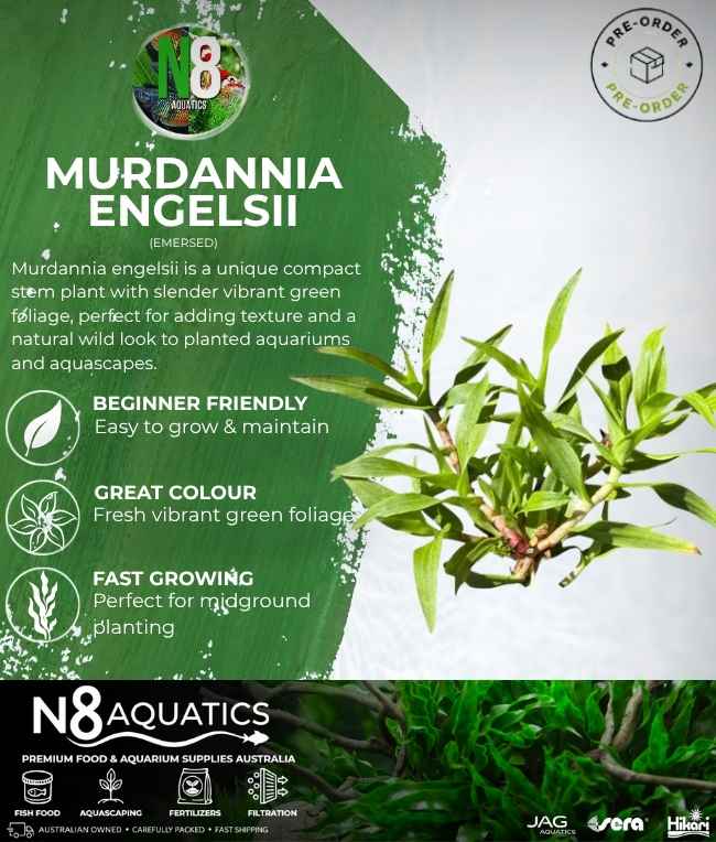 Murdannia Emgelsii (Emersed) N8 Aquatics