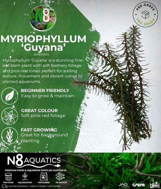 Myriophyllum 'Guyana' (Emersed) N8 Aquatics