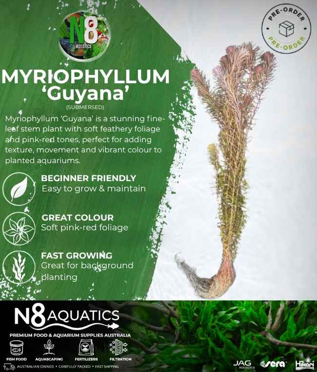 Myriophyllum 'Guyana' (Submersed) N8 Aquatics