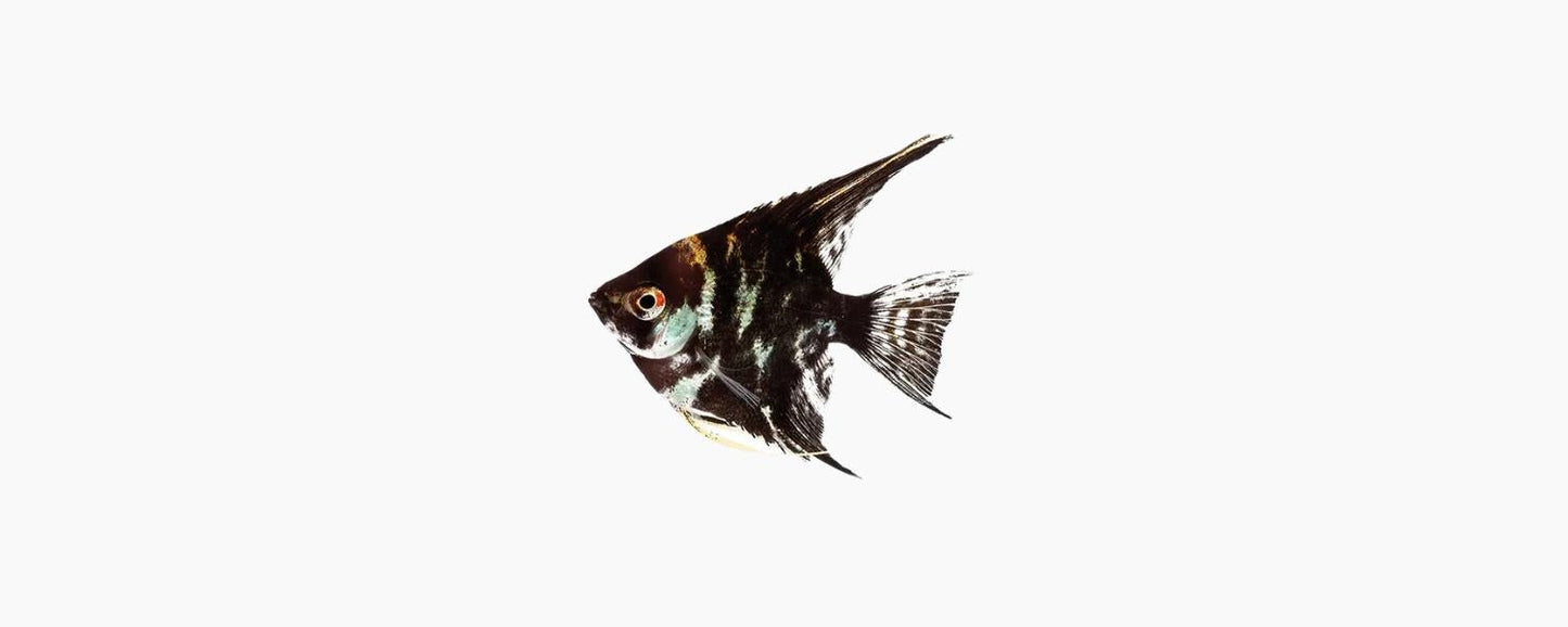 Marble Angelfish - N8 Aquatics