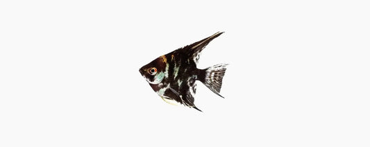 Marble Angelfish - N8 Aquatics
