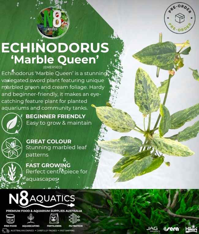 Echinodorus 'Marlbe Queen' (Emersed) N8 Aquatics