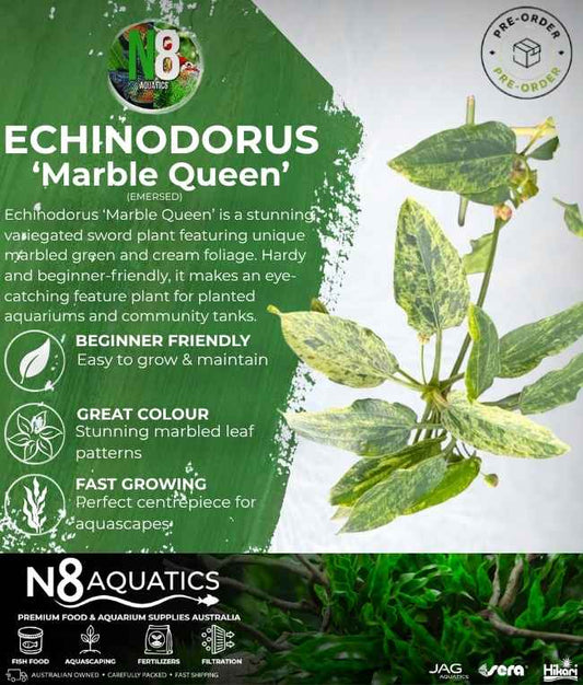 Echinodorus 'Marlbe Queen' (Emersed) N8 Aquatics