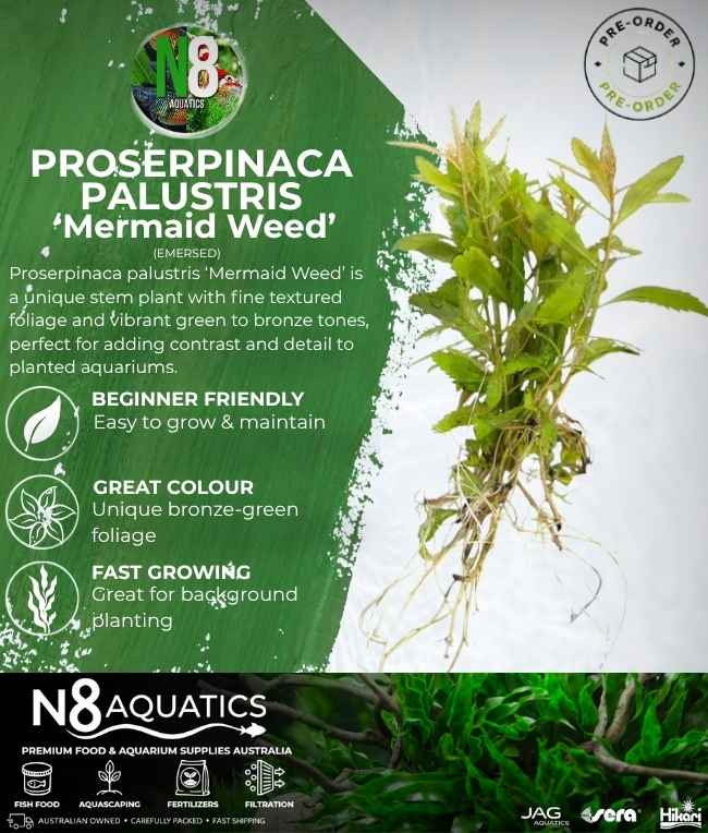 Proserpinaca Palustris 'Mermaid Weed' (Emersed) N8 Aquatics