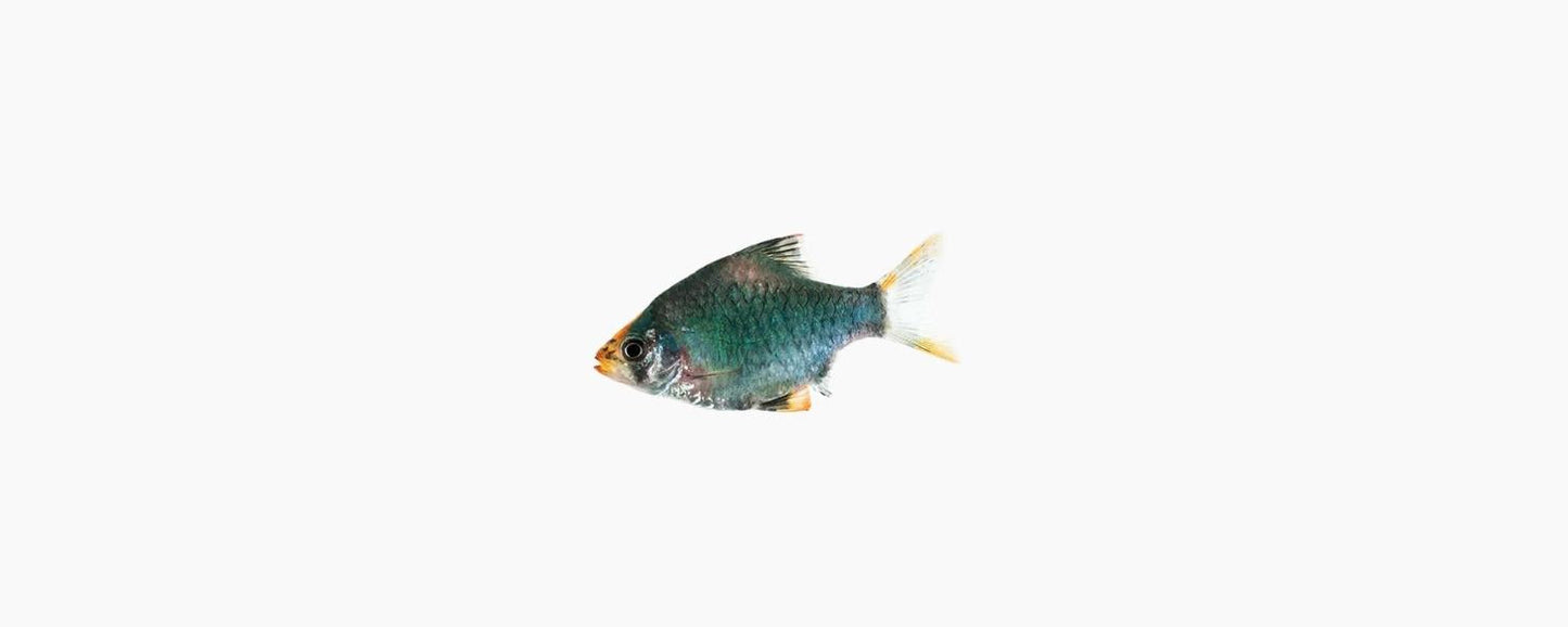 Moss Green Tiger Barb - N8 Aquatics
