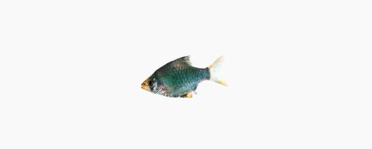 Moss Green Tiger Barb - N8 Aquatics