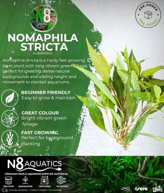 Nomaphila Stricta (Submersed) N8 Aquatics
