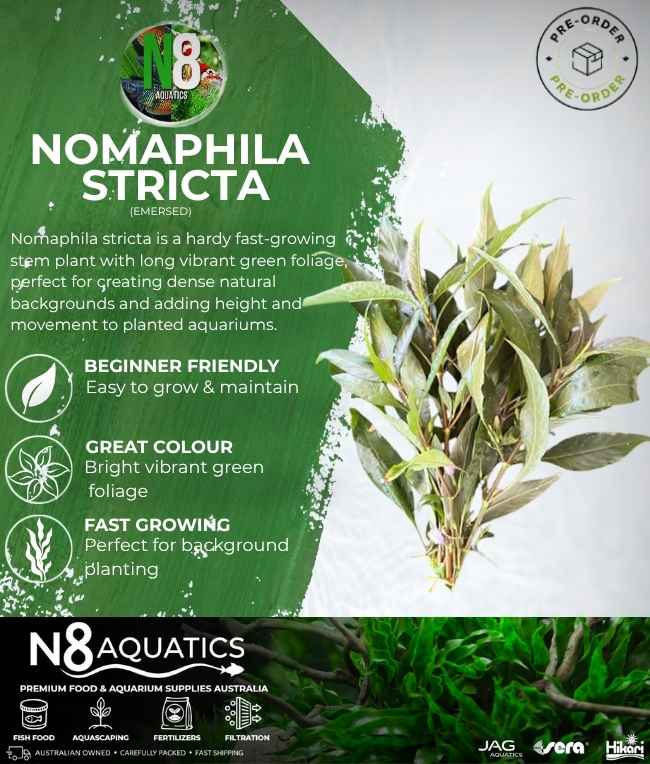 Nomaphila Stricta (Emersed) N8 Aquatics
