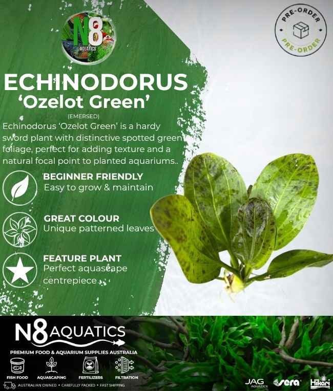 Echinodorus 'Ozelot Green' (Emersed) N8 Aquatics