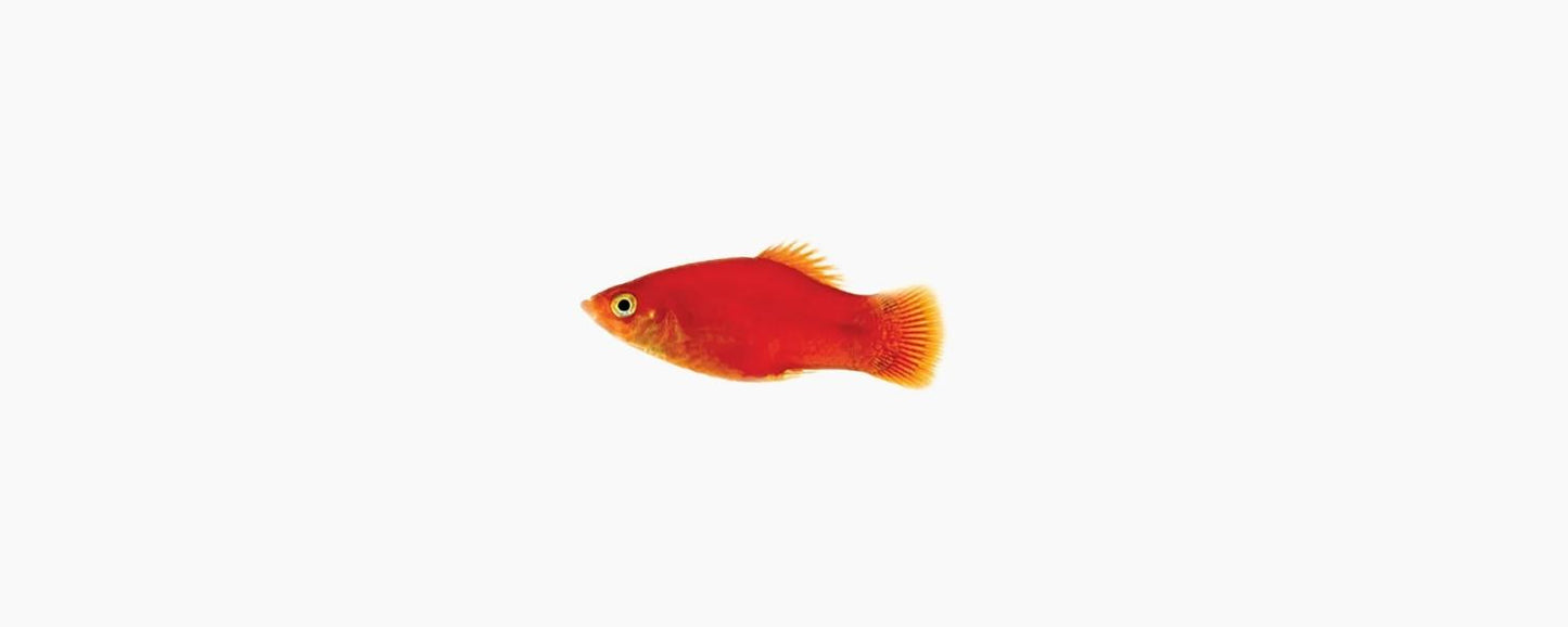 Assorted Platy - N8 Aquatics