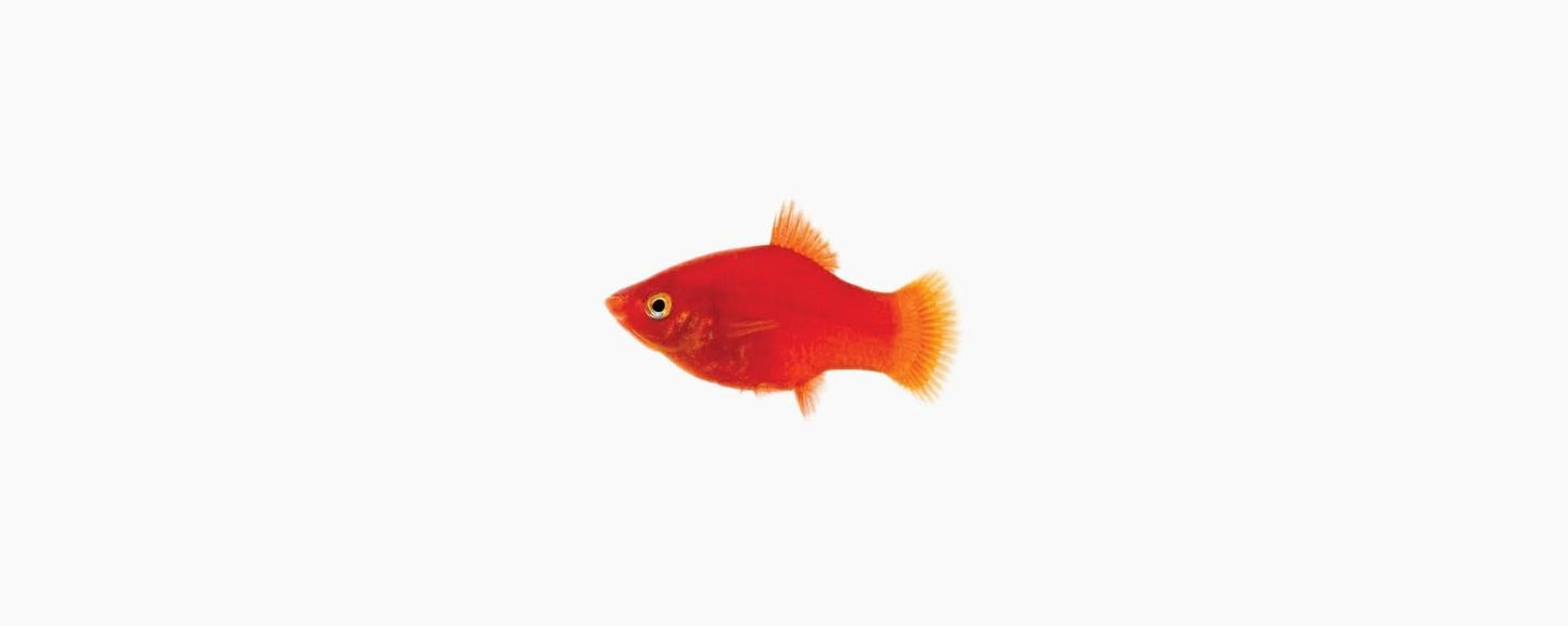Red Platy - N8 Aquatics