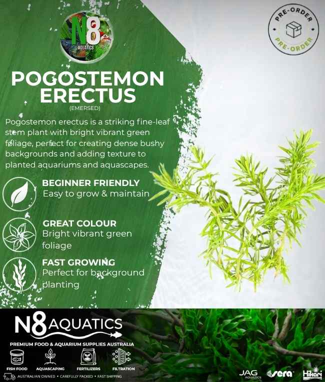 Pogostemon Erectus (Emersed) N8 Aquatics