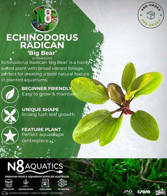 Radican 'Big Bear' (Submersed) N8 Aquatics