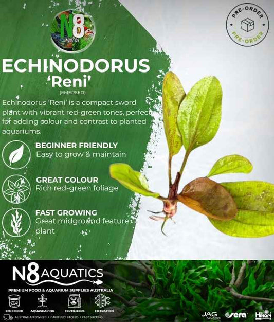Echinodorus 'Reni' (Emersed) N8 Aquatics