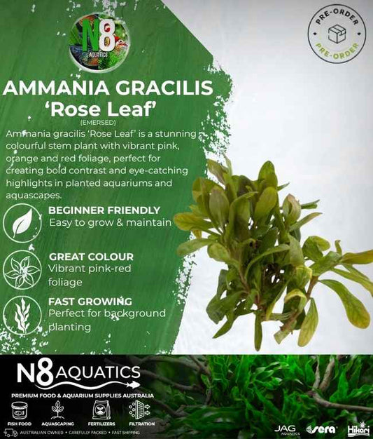 Ammania Gracilis 'Rose Leaf' (Emersed) N8 Aquatics