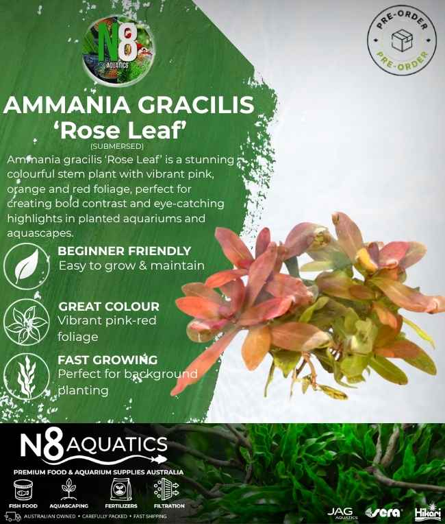 Ammania Gracilis 'Rose Leaf' (Submersed) N8 Aquatics