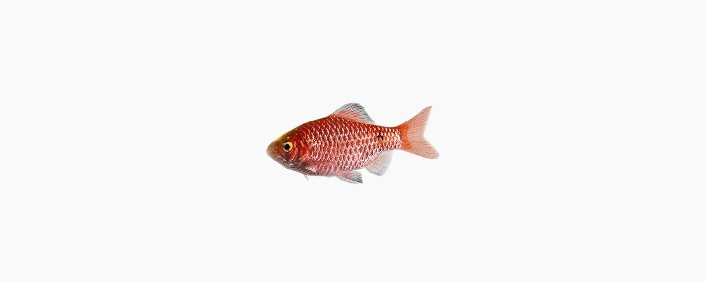 Rosy Barb - N8 Aquatics