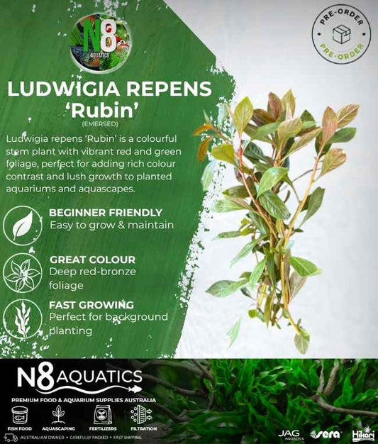 Ludwigia Repens 'Rubin' (Emersed) N8 Aquatics