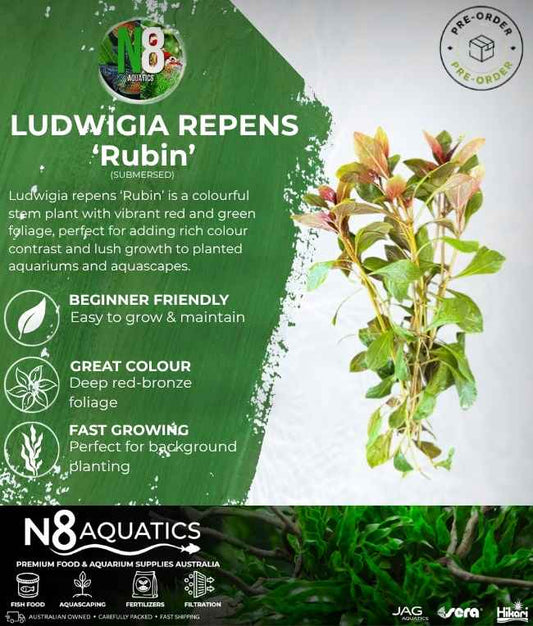Ludwigia Repens 'Rubin' (Submersed) N8 Aquatics