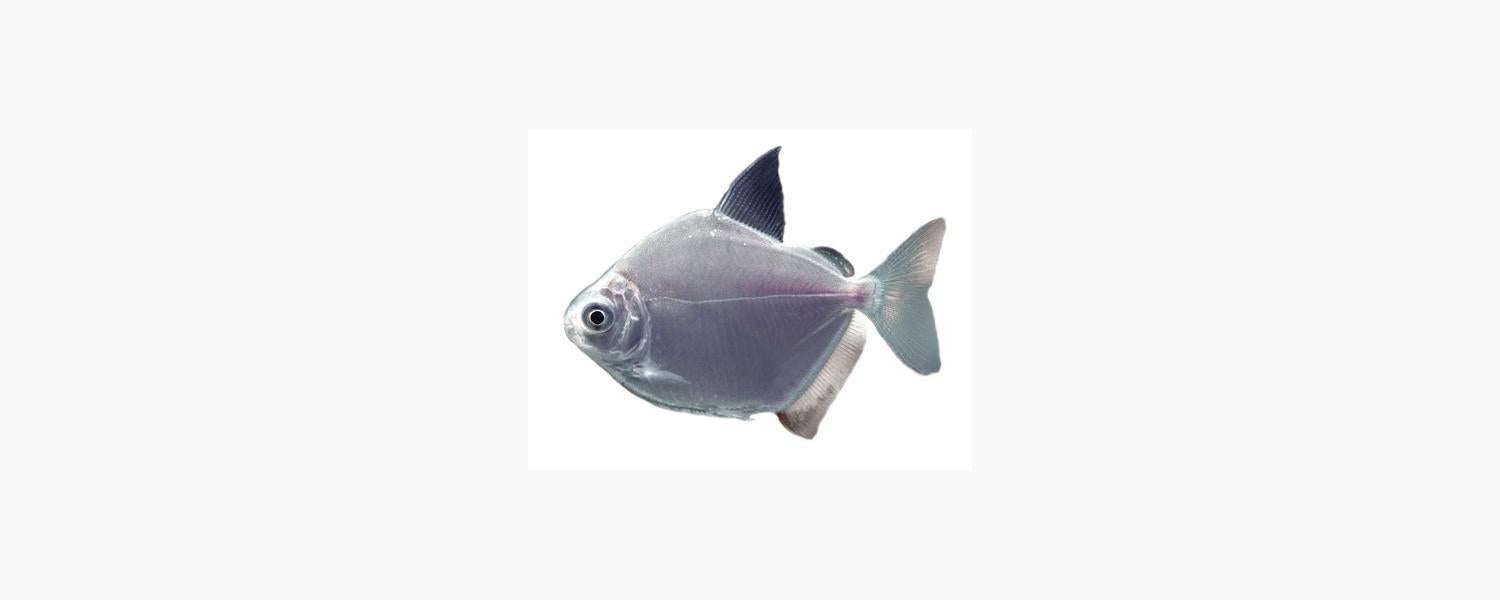 Silver Dollar (Metynnis spp.) - N8 Aquatics