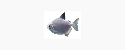 Silver Dollar (Metynnis spp.) - N8 Aquatics