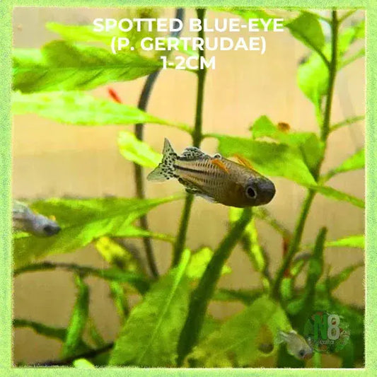 Spotted Blue Eye Rainbowfish (Pseudomugil gertrudae) live aquarium fish - N8 Aquatics