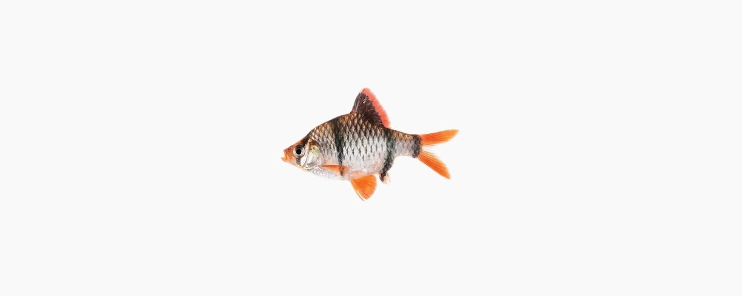 Tiger Barb - N8 Aquatics