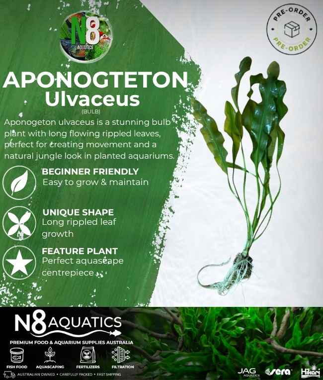 Aponogeton Ulvaceus (Bulb) N8 Aquatics