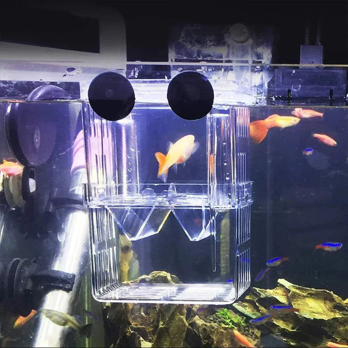 Guppy Breeding and Isolation Box (13 x 10 x 7cm) N8 Aquatics