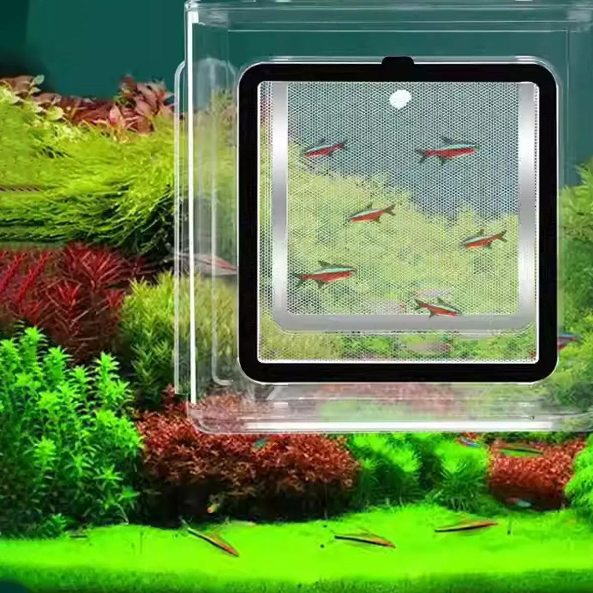 Acrylic Aquarium Isolation Box for Fry and Breeding Fish (15x15x15cm) N8 Aquatics