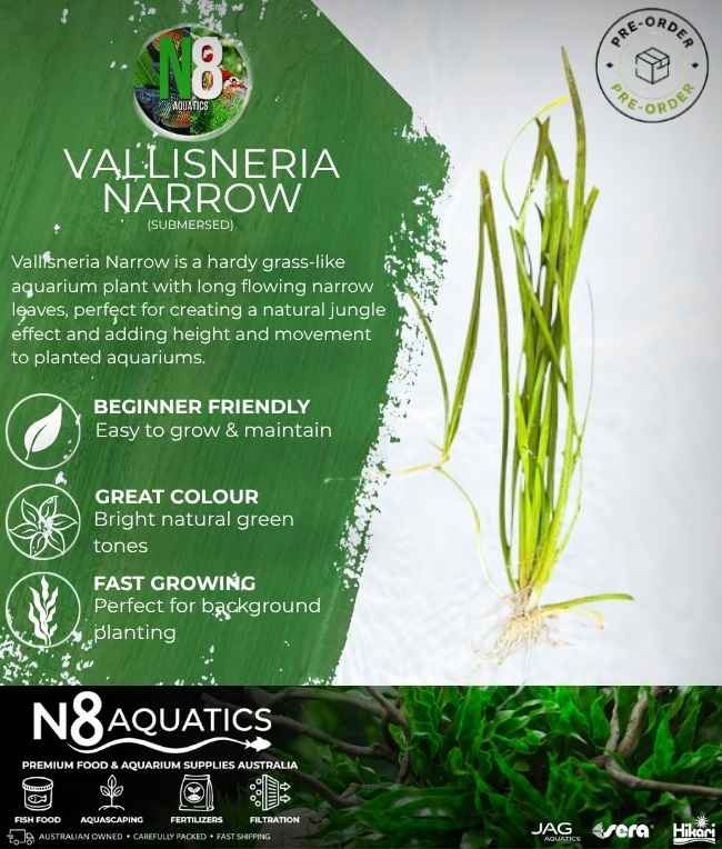 Vallisneria Narrow (Submersed) N8 Aquatics